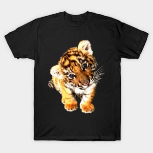 Lion, predator, big cat, Sahara, cubs T-Shirt